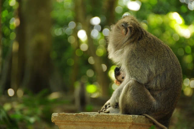 Bali, Monkey Forrest