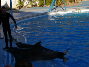 delfinarium w Sharm