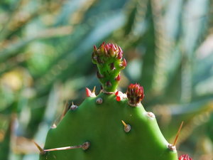 Korfu, kaktusik