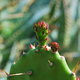 Korfu, kaktusik