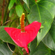 Maui