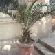 Bakijska palmo-mania