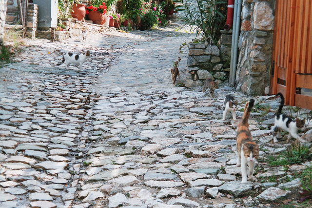 greckie koty:)