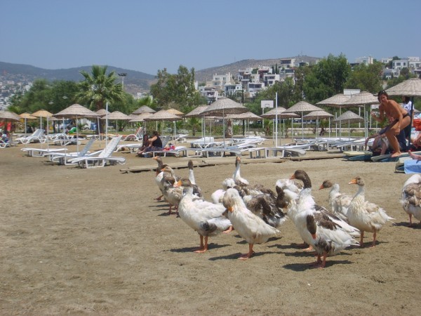 Turcja Bodrum  