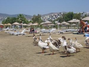 Turcja Bodrum  
