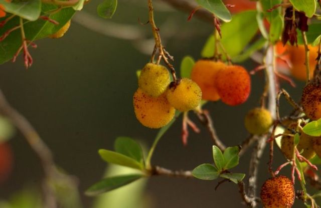 medronho(medronia) bimberek z tego niesamowity