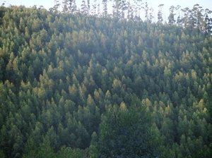 Sierra de Monchique - las