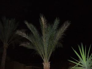 Palma nocą