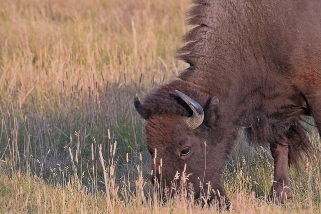 bizon skubiący trawkę