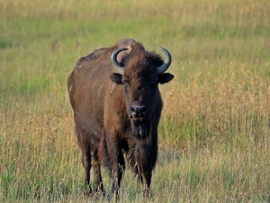 bizon oglądający fotografa