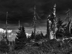 Czerń i biel 