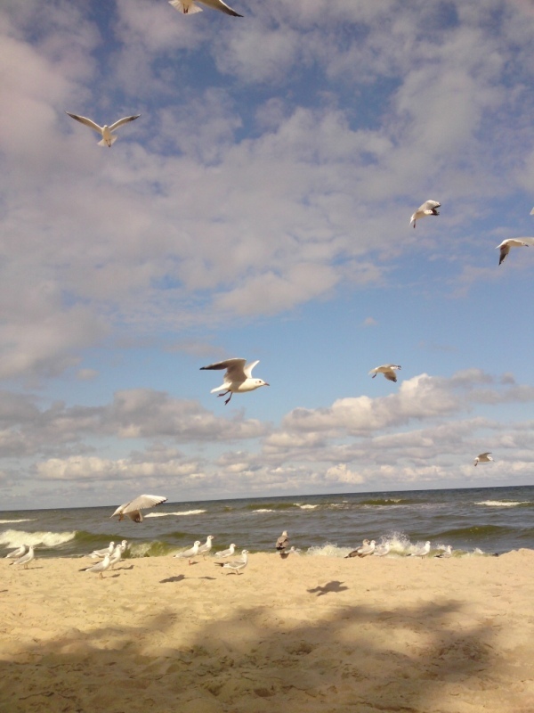 Darłowo