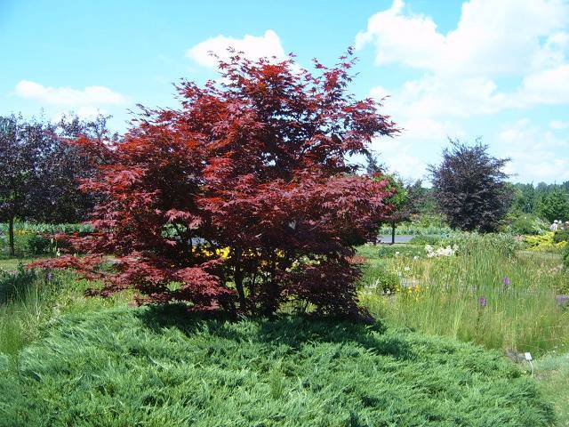 Ogród botaniczny w Powsinie