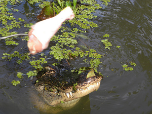 Aligator karmiony kura aby wyskoczyl z wody