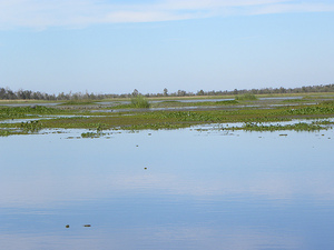 Marshland czyli zarosniete jezioro