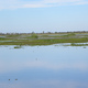 Marshland czyli zarosniete jezioro