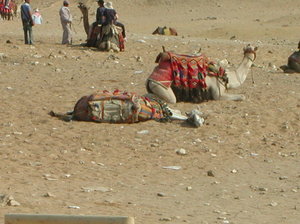Egipt - Giza