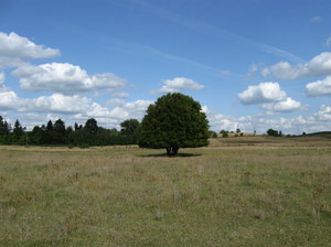 Samotne drzewa