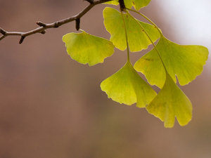 Barwy jesieni