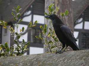 Kruk w Tower  (London)