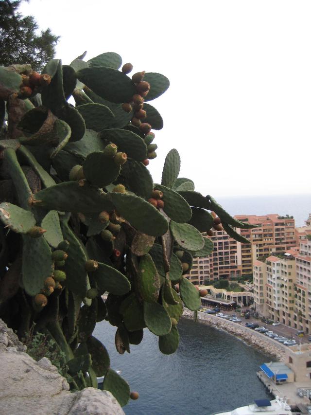 Francja, Lazurowe Wybrzeże, Monaco