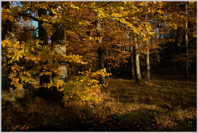 Barwy jesieni 