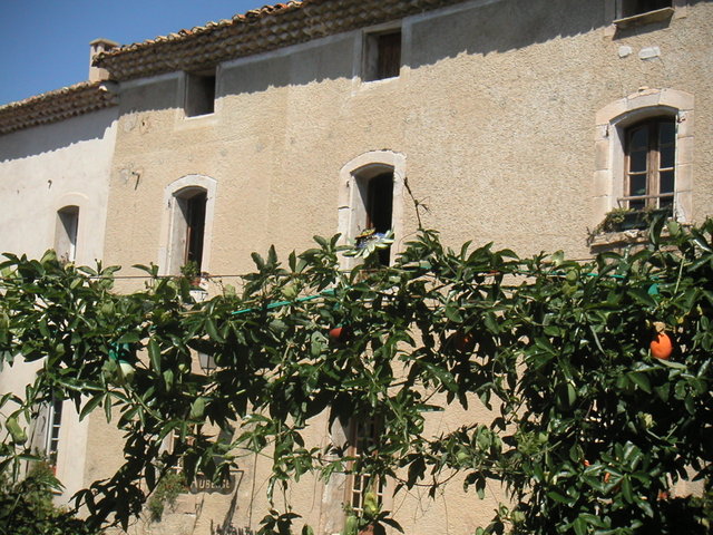 Pasiflora