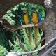 papużki-nierozłączki w Parco Natura Viva (jez.Garda), Włochy