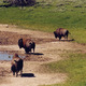 Yellowstone NP - Wyoming