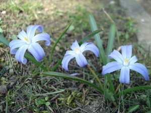 Wiosna w gdanku