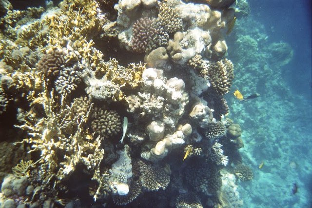 underwater Egipt
