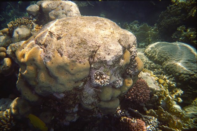 underwater Egipt