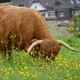 Wyczesany zwierz