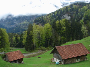 Wyczesana trawa
