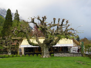 Interlaken, platan