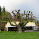 Interlaken, platan