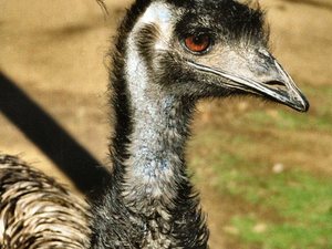 Australijski  struś Emu w  Parku  Narodowym Bonorong  na  Tasmanii.