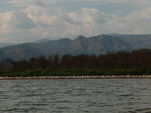 Arba Minch: crocodil market