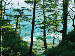 Na szlaku rozbitków West Coast Trail co chwila zza drzew pokazuje się ocean.