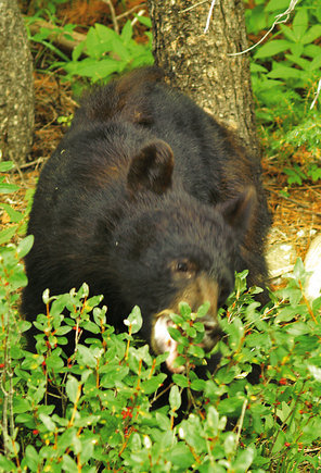 Czarny niedźwiedź nie jest tak groźny jak grizzly, ale i tak lepiej na niego uważać.