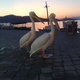 Fethiye - tureckie pelikany 