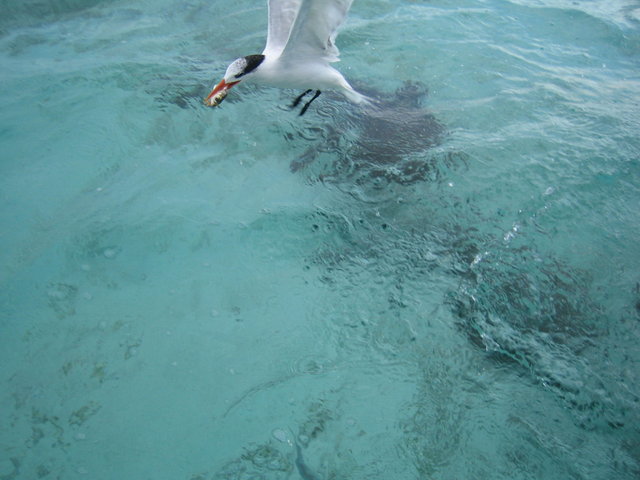 Nurkowanie z rekinami