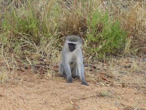 162200 - Kruger Park RPA 2007