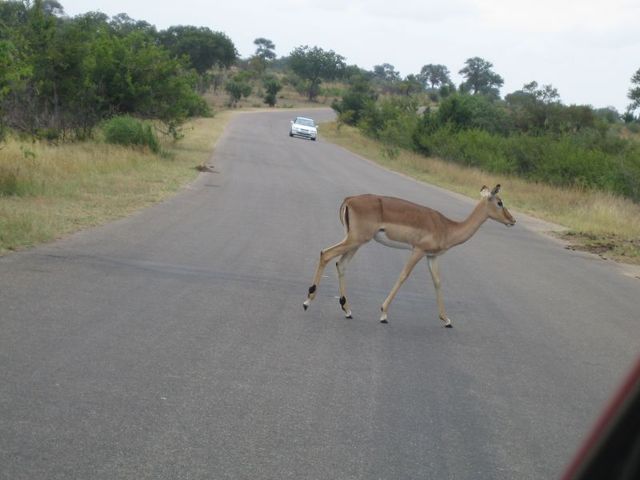 162202 - Kruger Park RPA 2007