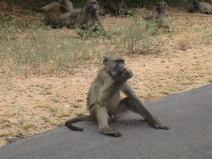162204 - Kruger Park RPA 2007