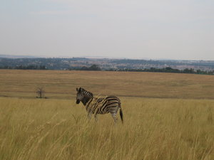 162205 - Kruger Park RPA 2007