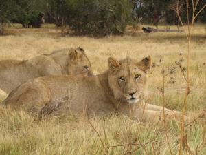 162218 - Kruger Park RPA 2007