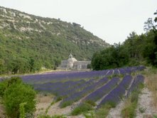 Lawenda