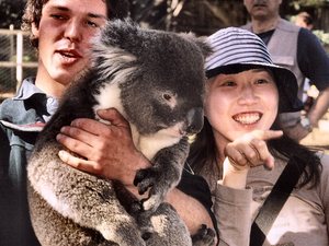 Ten koala w Parku  Narodowym Bonorong jest  na  rauszu.