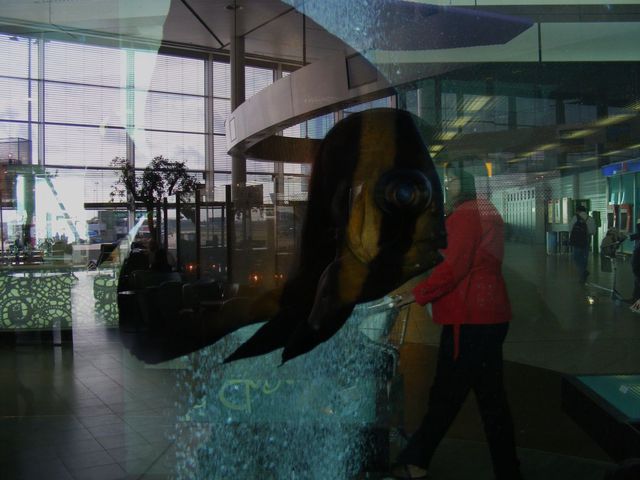 akwarium na lotnisku w Amsterdamie